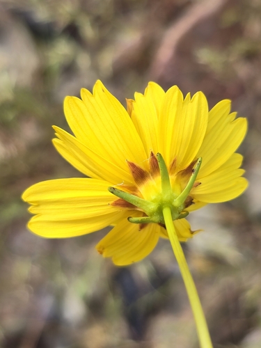 Image of Leptosyne californica by (c) Alan Rockefeller, some rights reserved (CC BY)