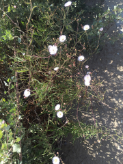 Malacothrix saxatilis