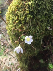 Oxalide petite oseille (Oxalis acetosella) — photo 2
