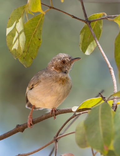 iNaturalist image