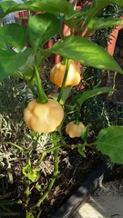 Capsicum annuum