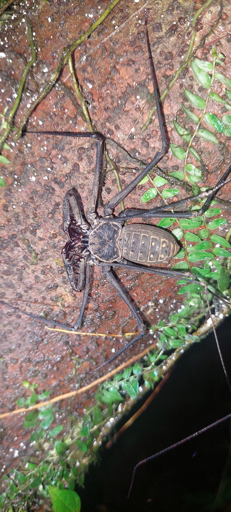 Heterophrynus batesii (Butler, 1873)