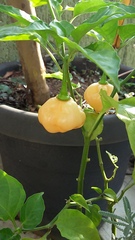 Capsicum annuum