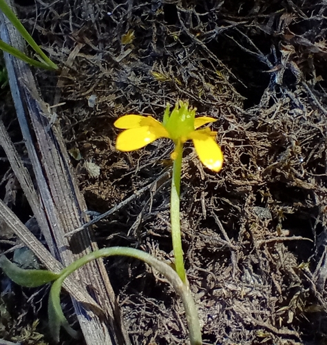 Image of Ranunculus glabrifolius by (c) John Barkla, some rights reserved (CC BY)