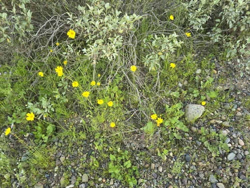 Image of Leptosyne californica by (c) Alan Rockefeller, some rights reserved (CC BY)