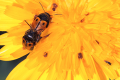 Cryptocephalus rugicollis