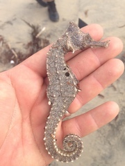 Hippocampus ingens
