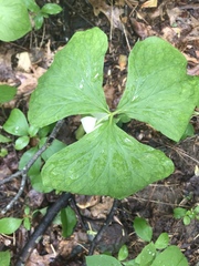 Trillium rugelii