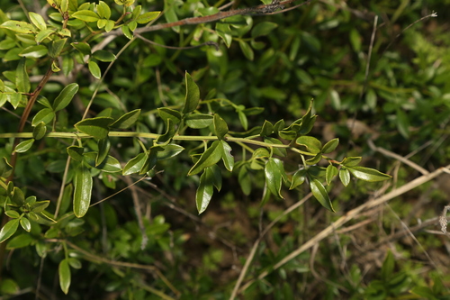 Jasminum mesnyi