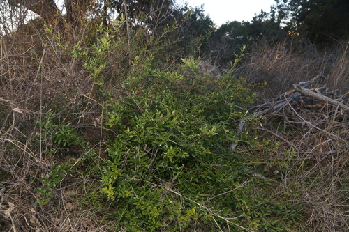 Jasminum mesnyi