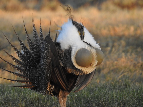 Greater Sage-Grouse