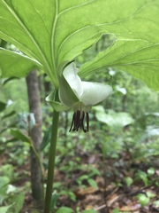 Trillium rugelii