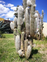 Oreocereus