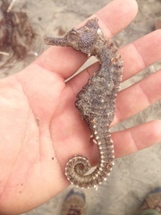 Hippocampus ingens