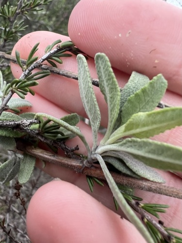 Image of Salvia clevelandii by no rights reserved