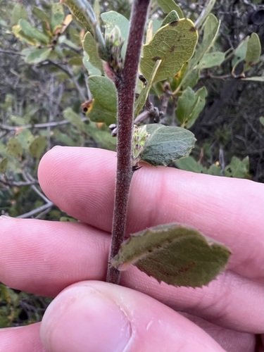 Image of Rhamnus pilosa by no rights reserved