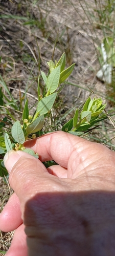 Clutia cordata (Clutia cordata)