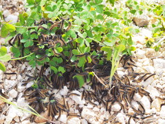 Ocnogyna clathrata