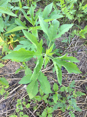 Ambrosia trifida trifida