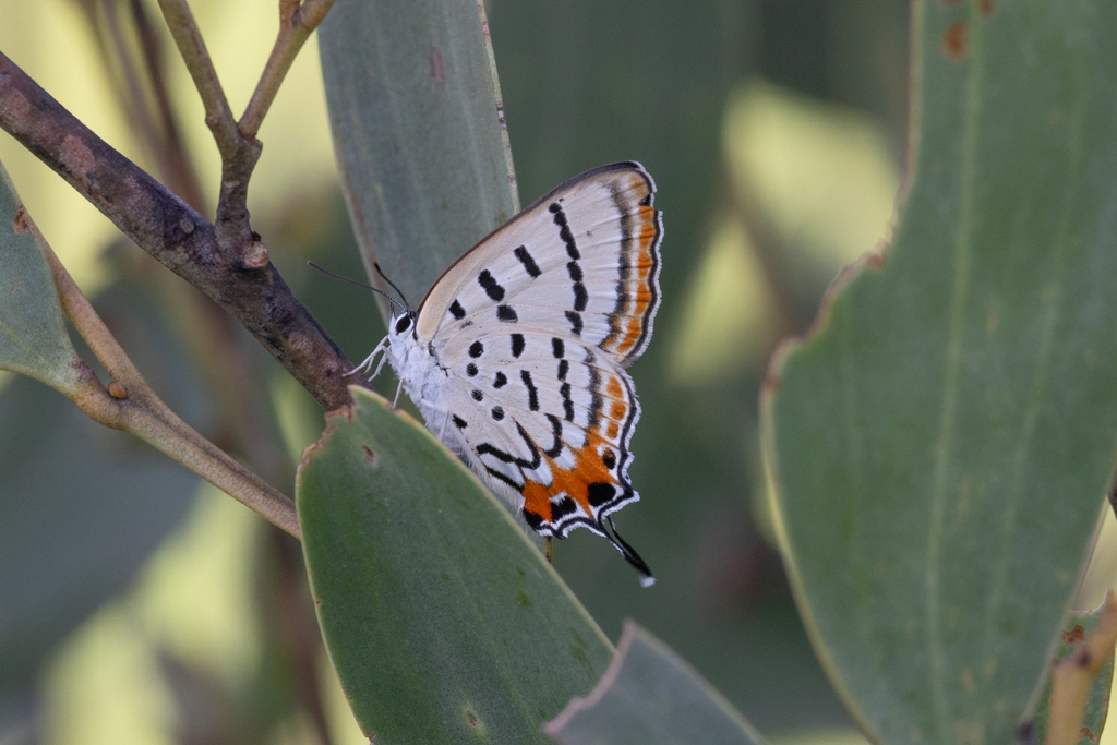 Northern Hairstreak