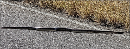 Black-headed Python sighting