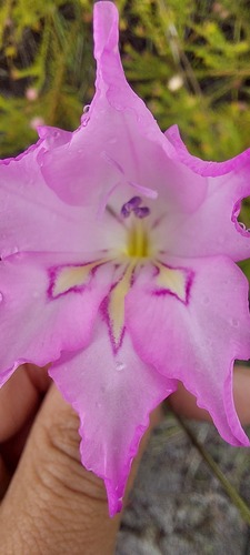 Gladiolus ornatus, photograph 6