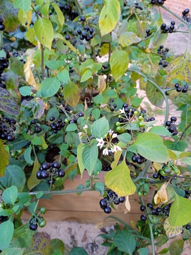 Garden Huckleberry