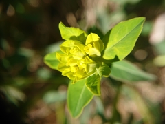 Helioscopia