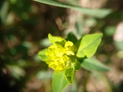 Helioscopia