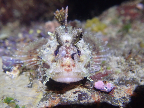 Golden scorpionfish (Parascorpaena mossambica) — Scorpaenidae — 4