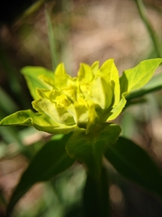Helioscopia