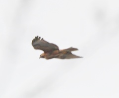 Buteo jamaicensis × lineatus