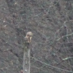 Buteo jamaicensis × lineatus