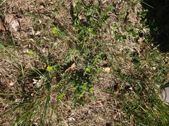 Helioscopia