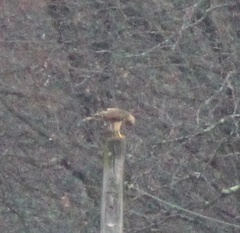 Buteo jamaicensis × lineatus
