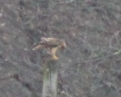 Buteo jamaicensis × lineatus