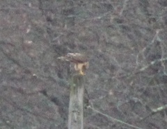 Buteo jamaicensis × lineatus