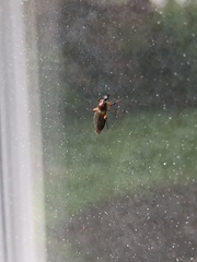 Bibio articulatus