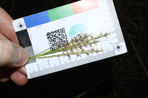 Image of Bothriochloa macra by (c) Thomas Mesaglio, some rights reserved (CC BY)