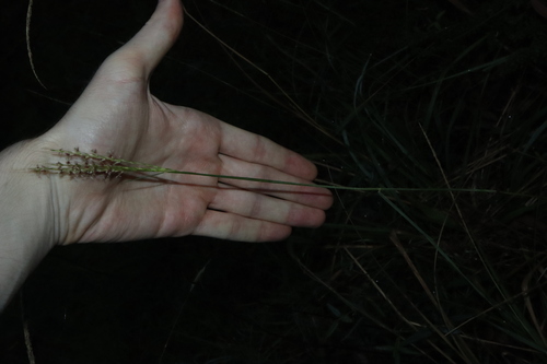 Image of Bothriochloa macra by (c) Thomas Mesaglio, some rights reserved (CC BY)