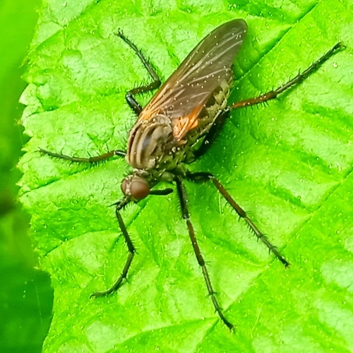 Empis marqueté