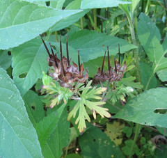 Geranium carolinianum carolinianum