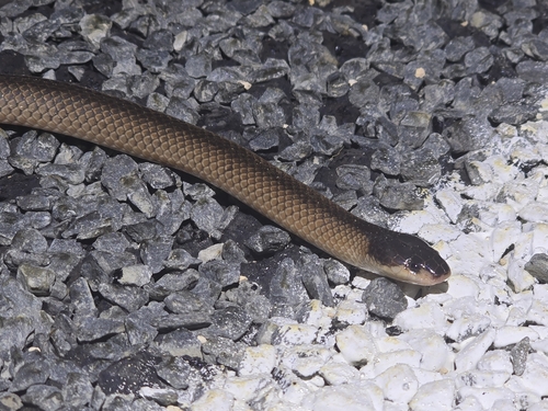 Black-naped Hooded Snake sighting