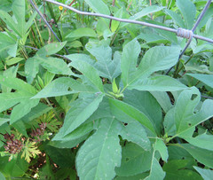 Ambrosia trifida trifida