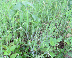 Limnodea arkansana