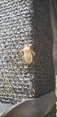 Acanonicus hahni