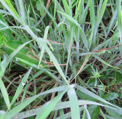 Limnodea arkansana