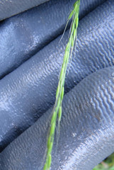 Limnodea arkansana