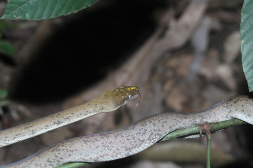 Photo of a Freckled Python (Liasis mackloti)