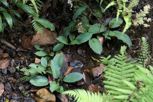 Lagenandra meeboldii, photograph 1